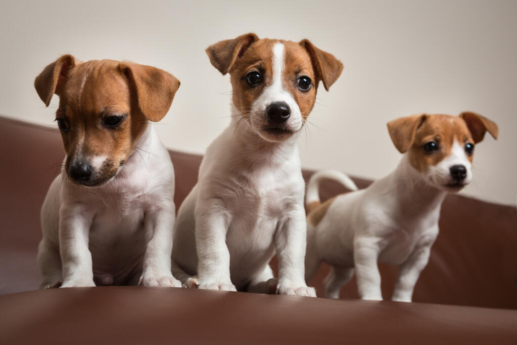 Jack Russell Terrier Dogs Dog Breeds