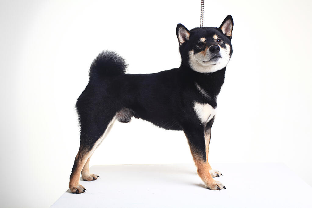 Japanese Shiba Inu Dogs Breed Information Omlet