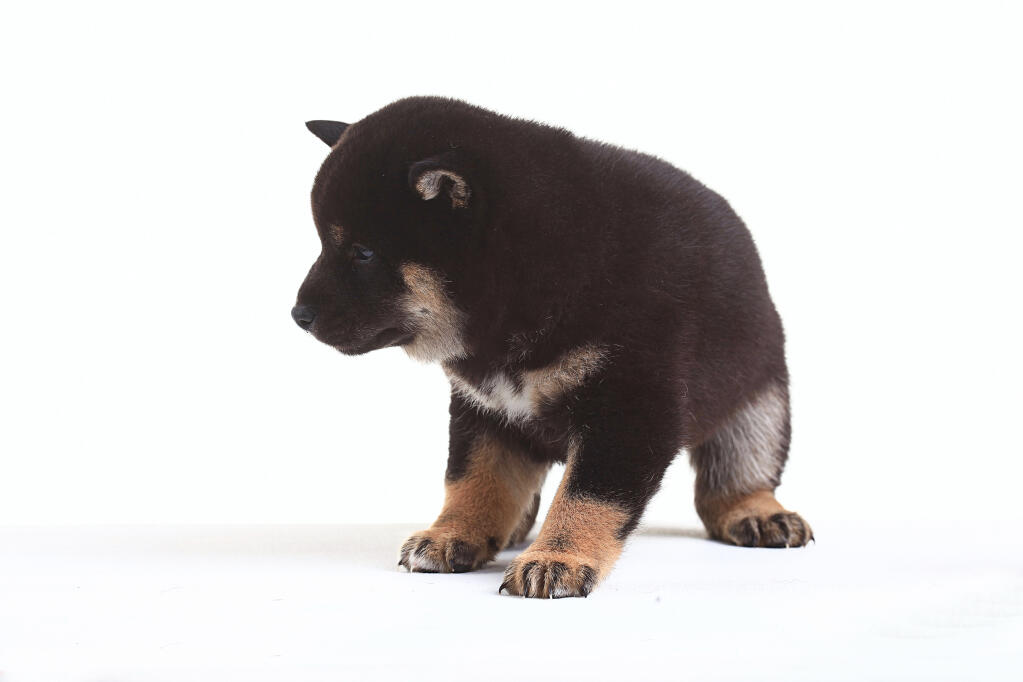 Japanese Shiba Inu Dogs Breed Information Omlet