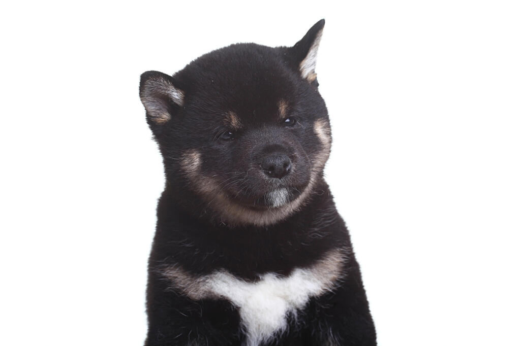 Japanese Shiba Inu Dogs Breed Information Omlet