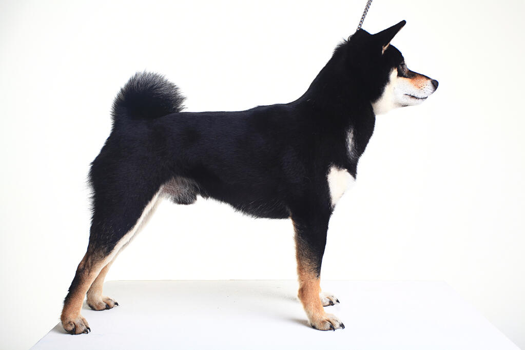 Japanese Shiba Inu Dogs Breed Information Omlet