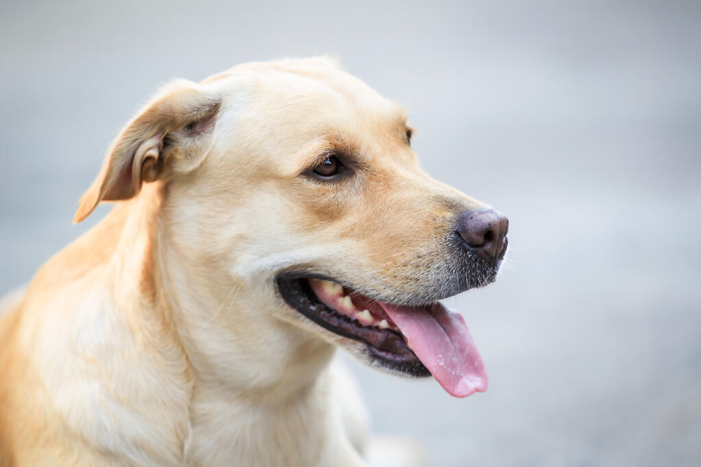 Labrador Retriever Dogs | Dog Breeds
