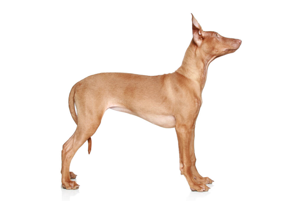 Pharaoh Hound | Dogs | Breed Information | Omlet