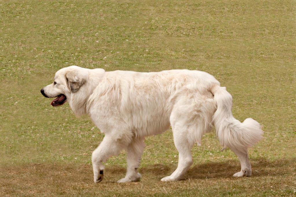 Large Dog Breed With A Rough Thick Coat Large Dog Breed With A Rough Thick Coat