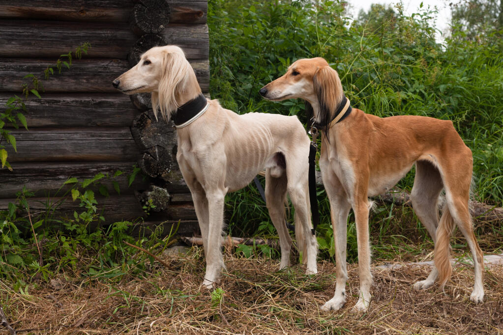 Saluki Dogs Dog Breeds