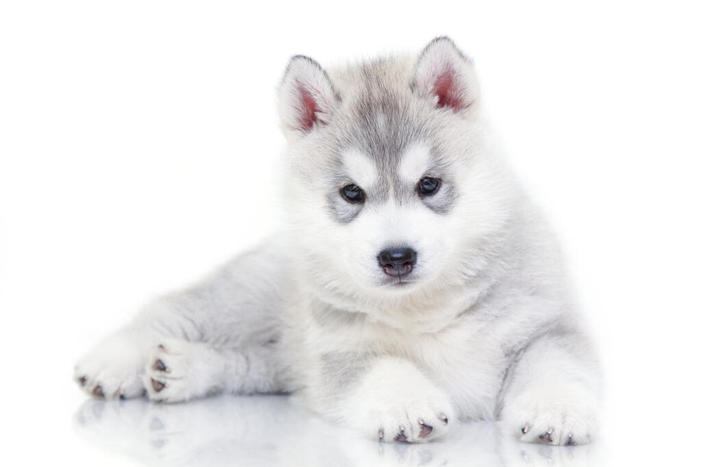 siberian husky dogs breed information omlet