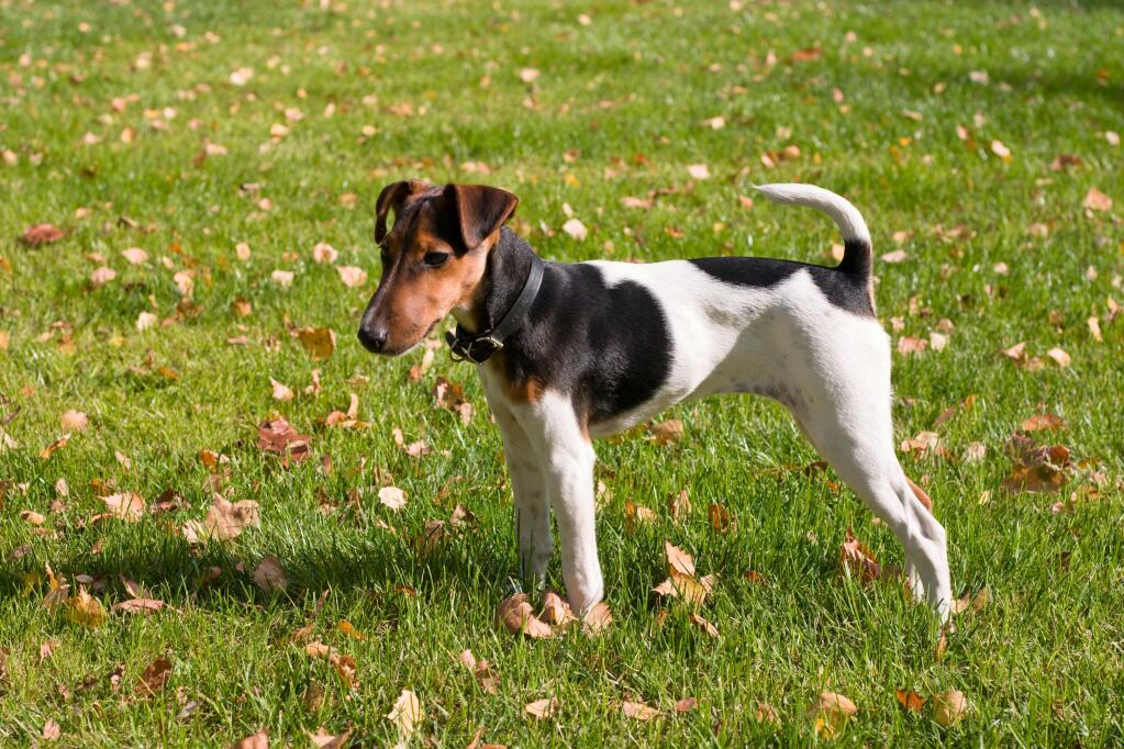 Types of fox terriers sales
