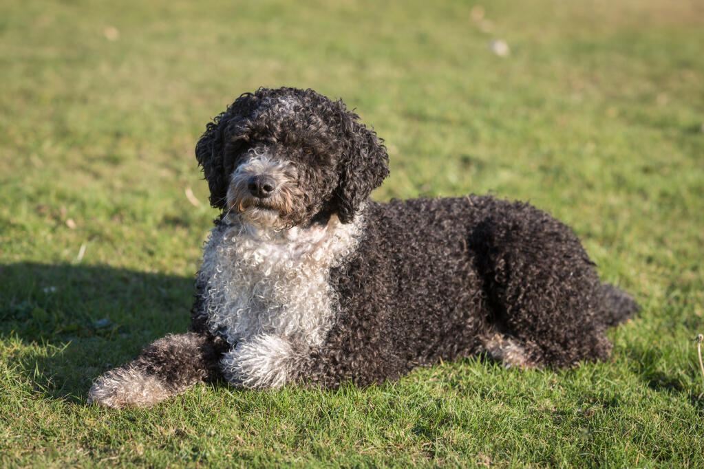 Spanish Water Dog Dogs Breed Information Omlet