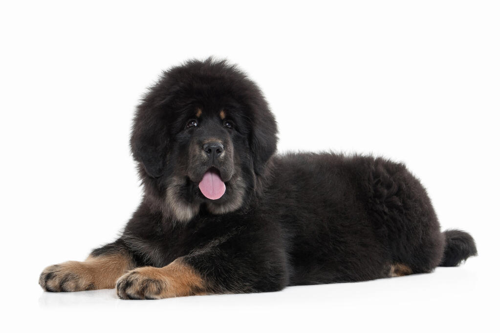 Tibetan Mastiff Dogs Breed Information Omlet