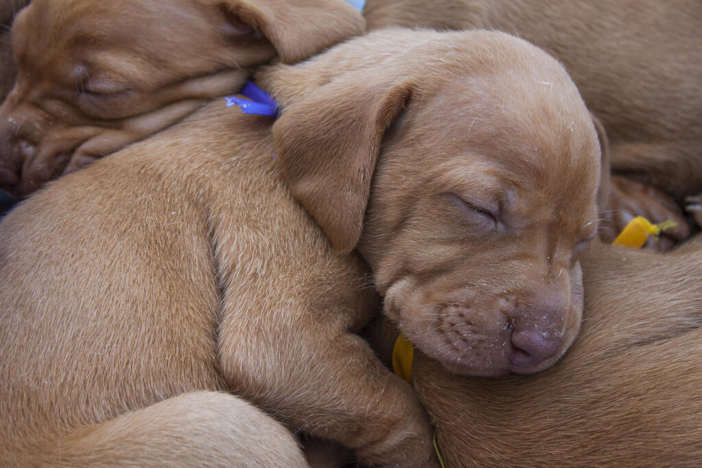 Baby vizsla sales