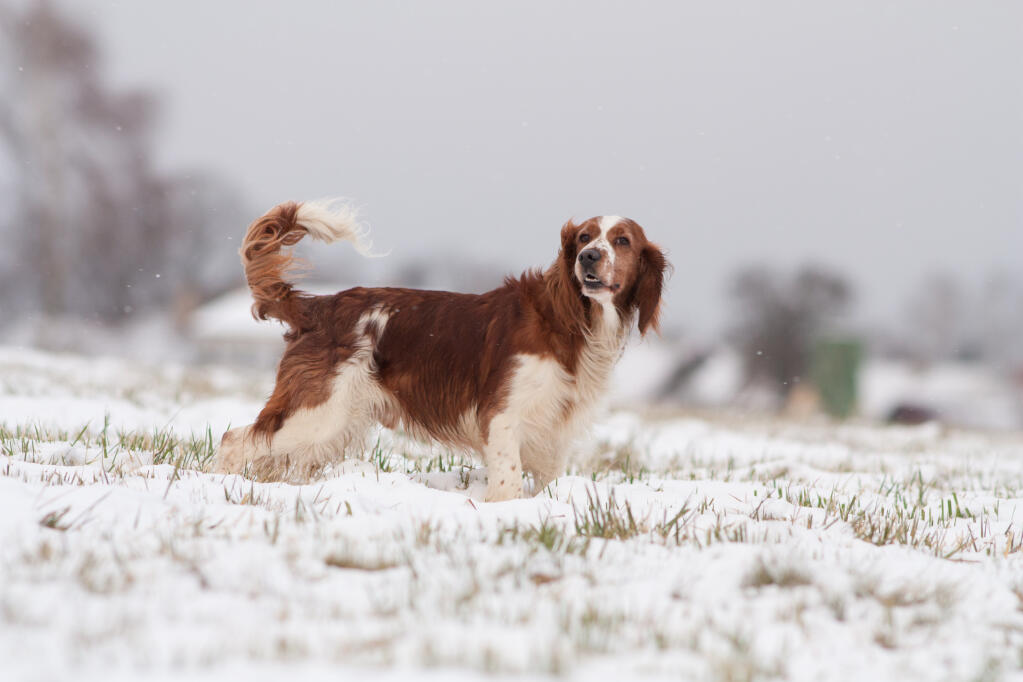 chocolate springer spaniel