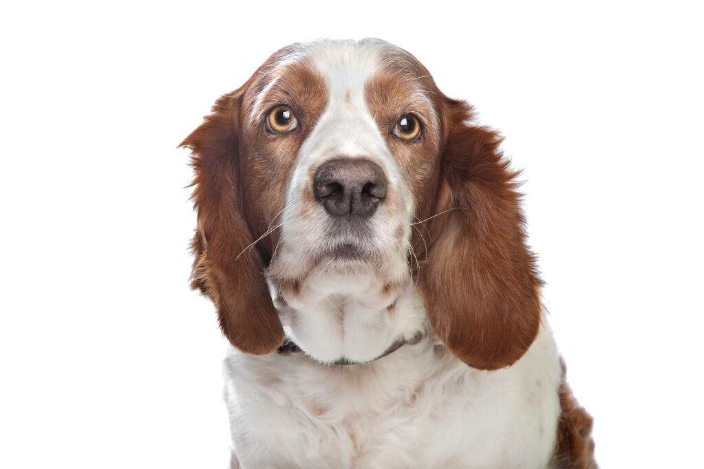 Springer Spaniel (Welsh) | Dogs | Breed Information | Omlet