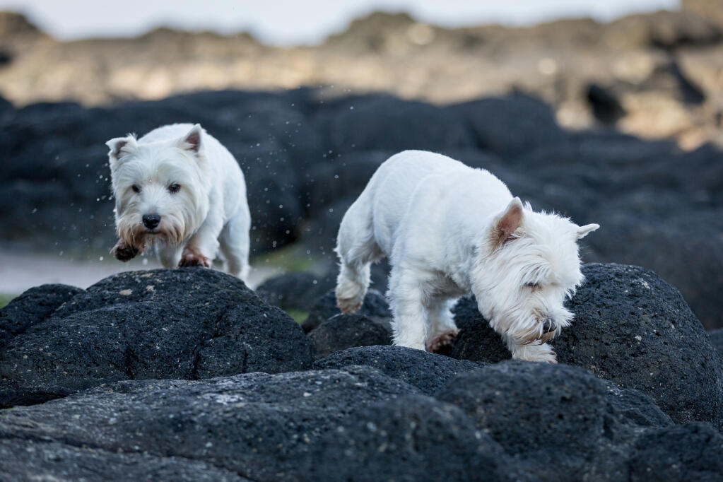 Westie hunting 2024