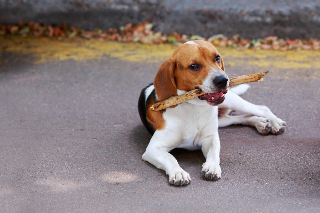 How fast can a shop foxhound run