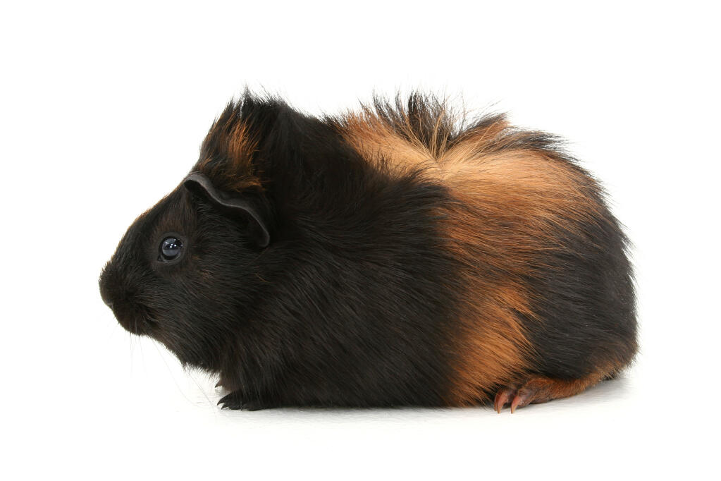 Sheltie Guinea Pigs | Sheltie For Sale