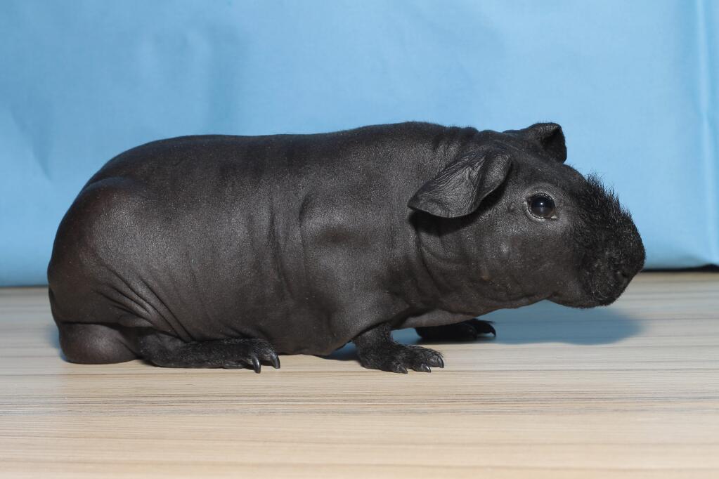 hairless guinea pig for sale