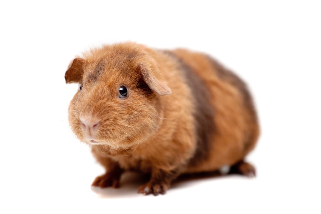 teddy guinea