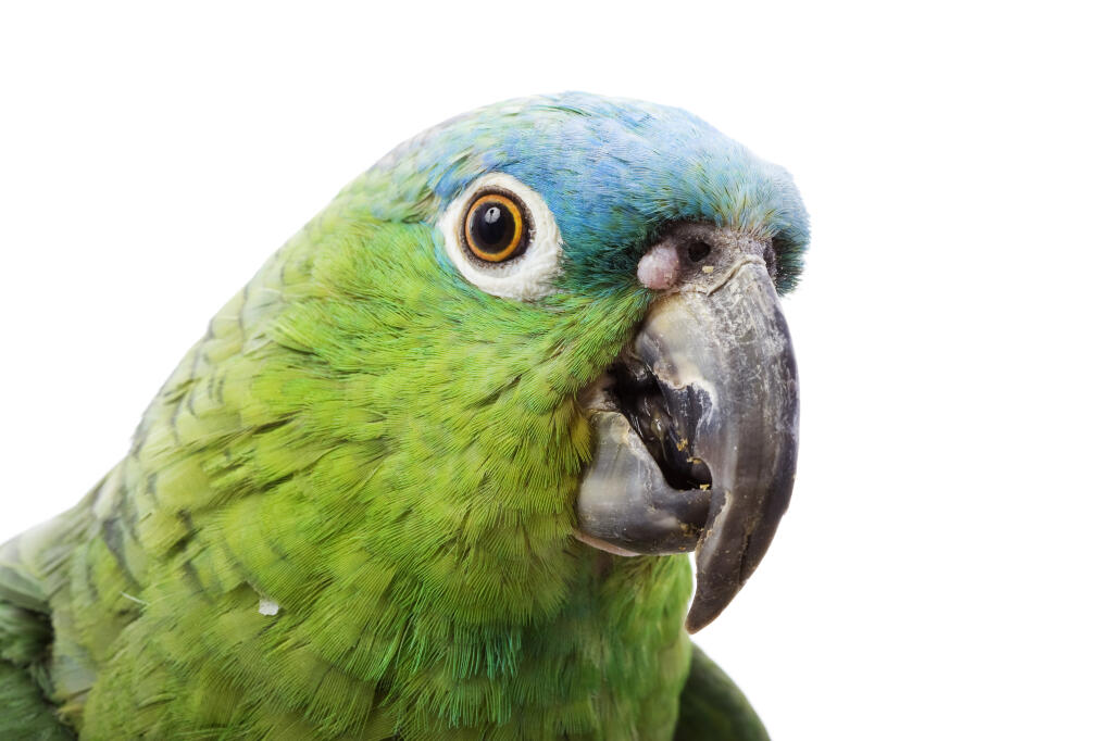 Blue Naped Parrot Parrot Breeds