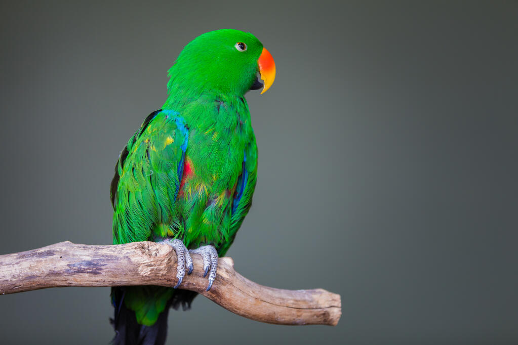 Eclectus Parrot | Parrots | Breed Information | Omlet