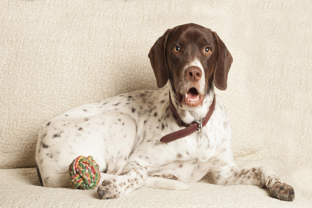 Pointer Dogs | Dog