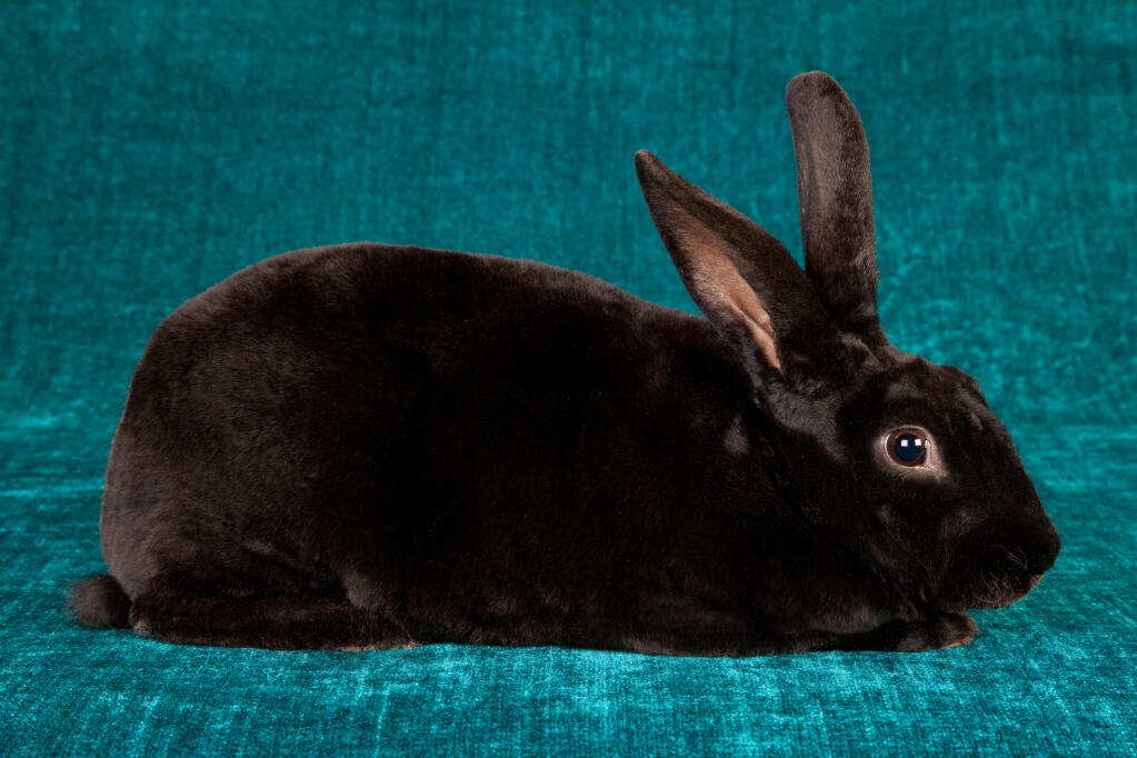 Mini rex rabbits for sale near me sales