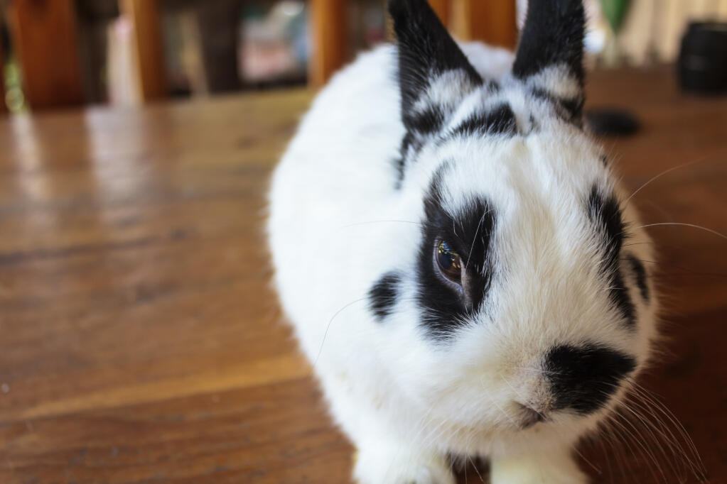Netherland Dwarf For Sale Rabbits Breed Information Omlet