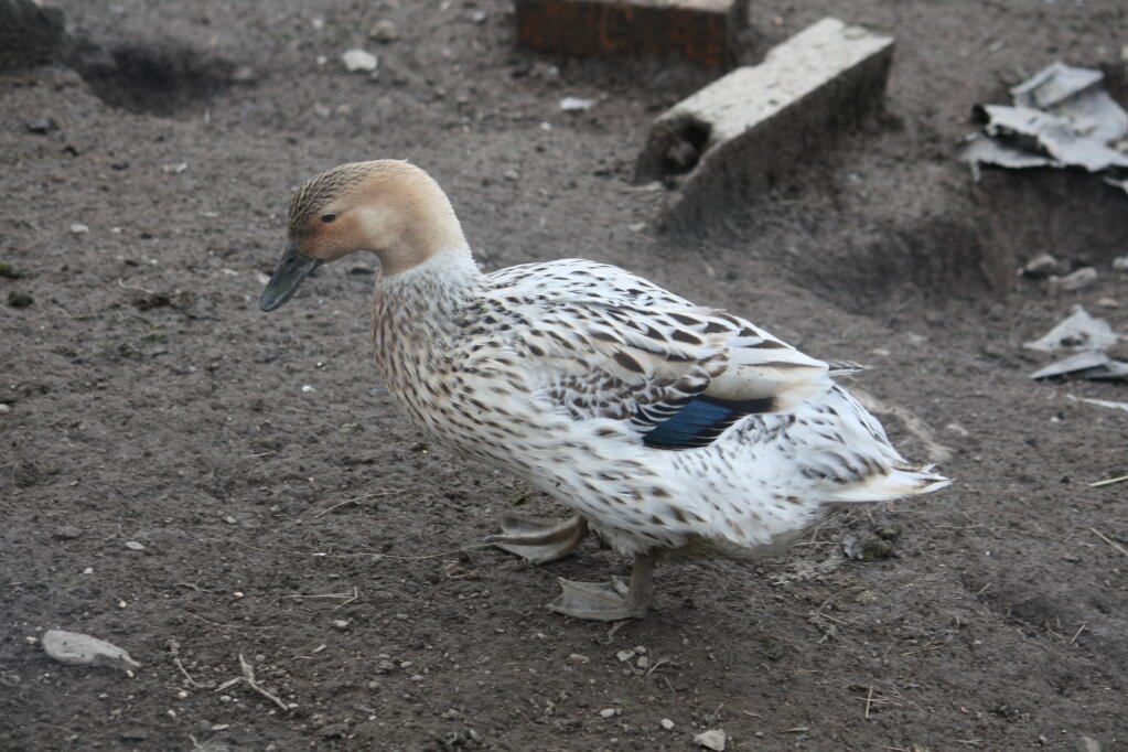 Abacot Ranger Ducks | Duck Breeds