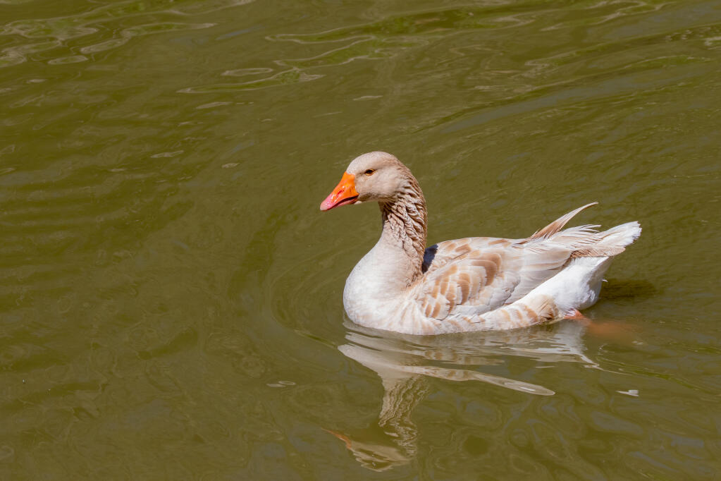 American Buff Geese American Buff For Sale Goose Breeds