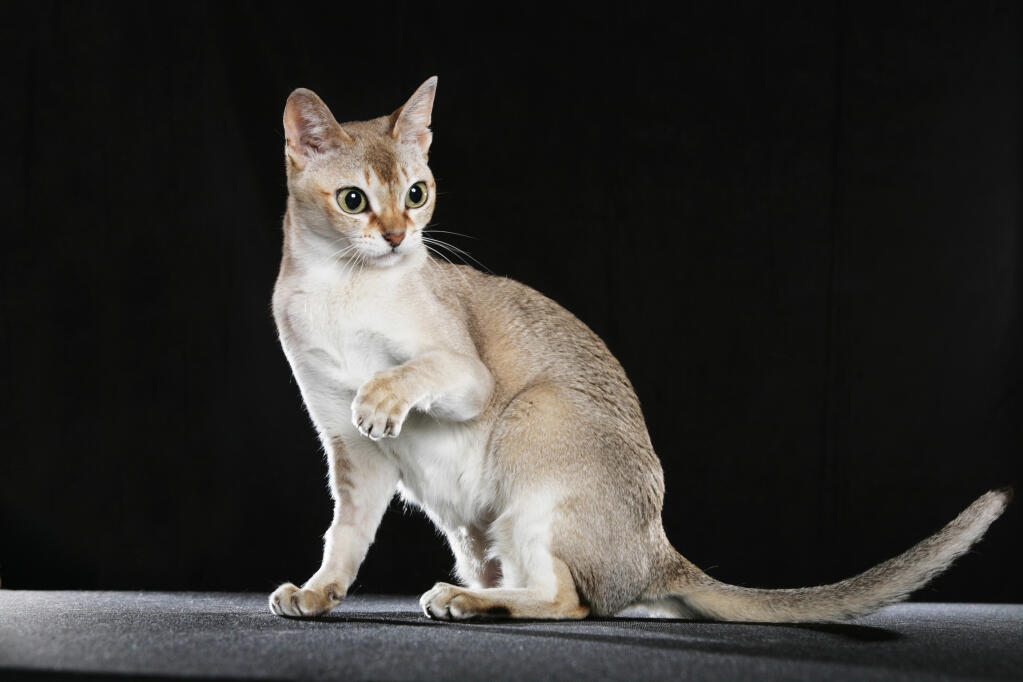 Singapura Cats Breed Information Omlet