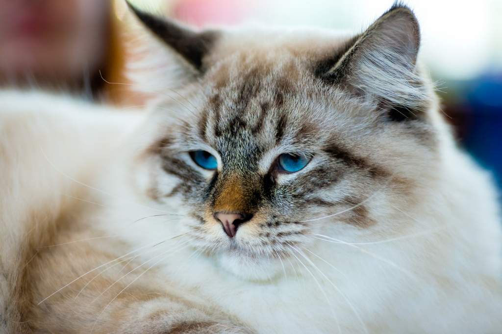 Ragamuffin Cats | Breeds