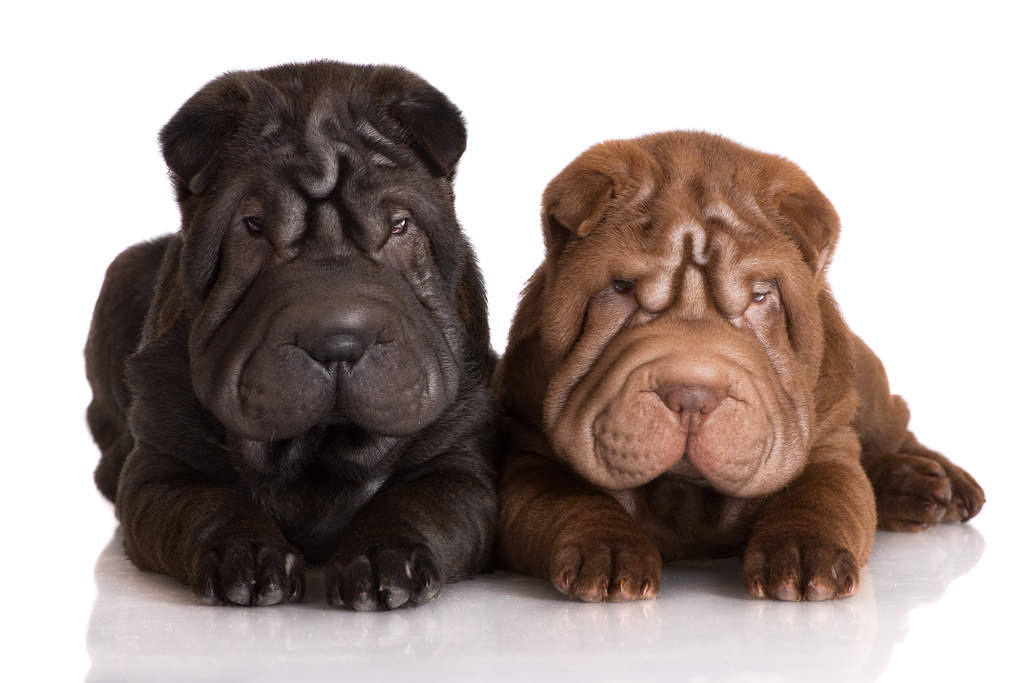 Shar Pei | Dogs | Breed Information | Omlet