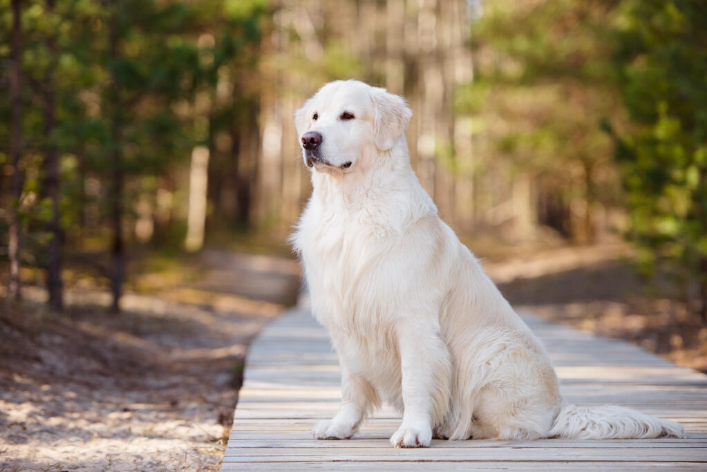 Golden Retriever Dogs Breed Information Omlet