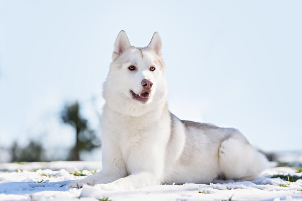 white husky adult