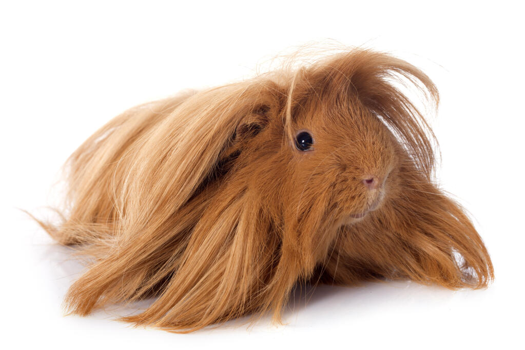 angora guinea pig for sale