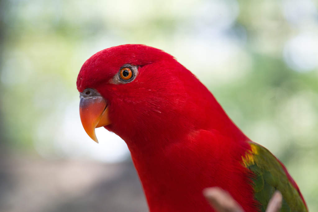 Australian King Parrot Parrots Breed Information Omlet