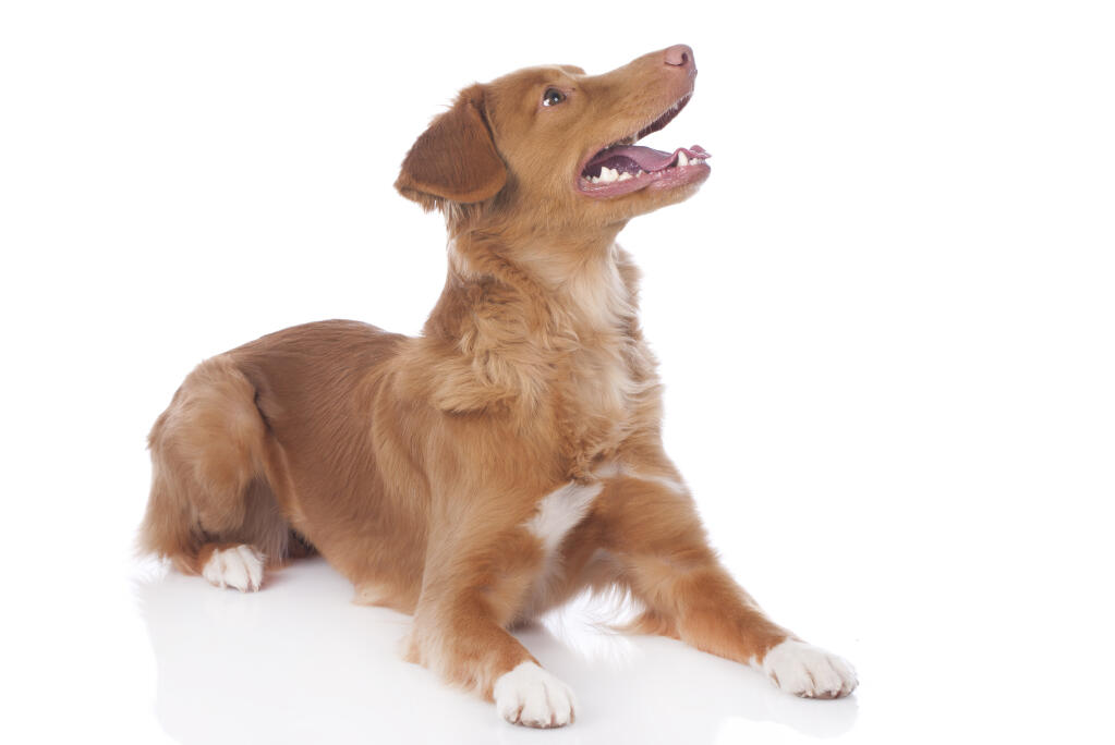 Scotia duck hot sale tolling retriever