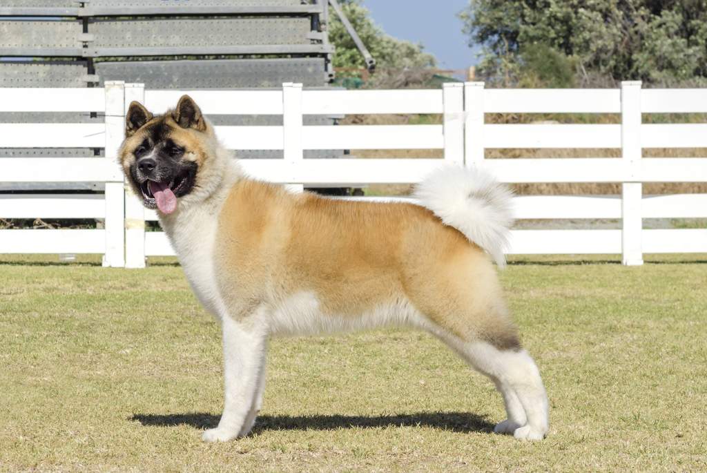 akita adult size