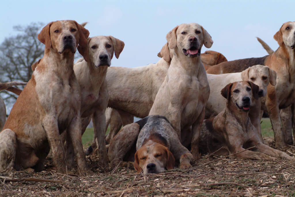 Bobcat Hunting Dog Breeds Bobcat Hunting Dog Breeds