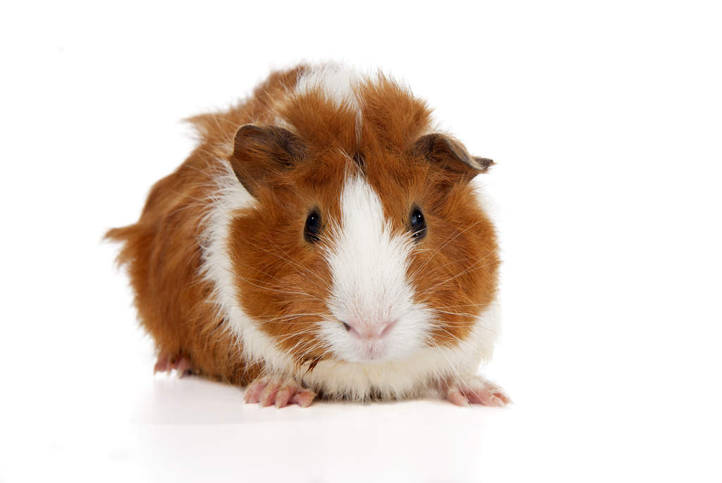 soft guinea pig