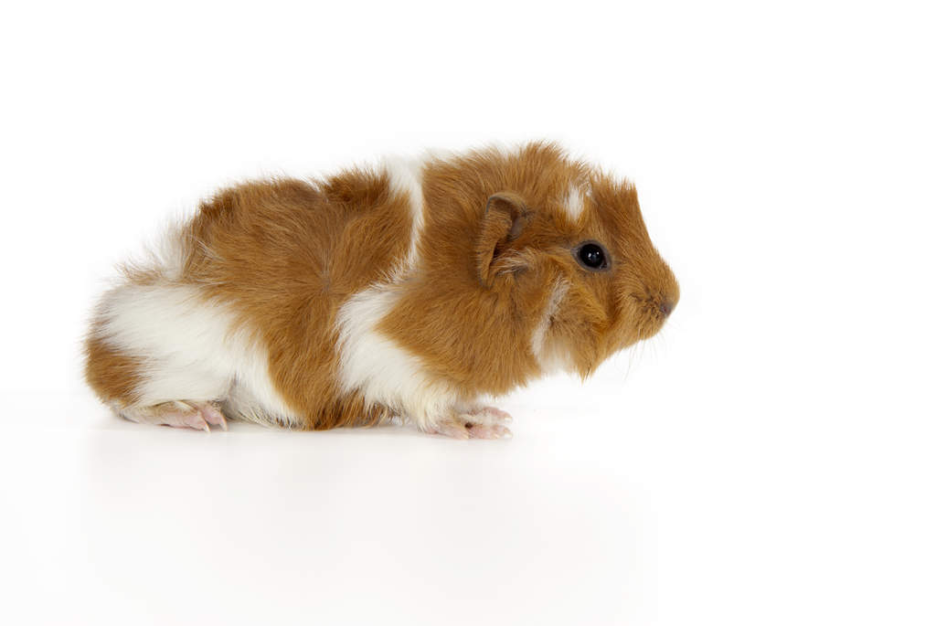 soft guinea pig