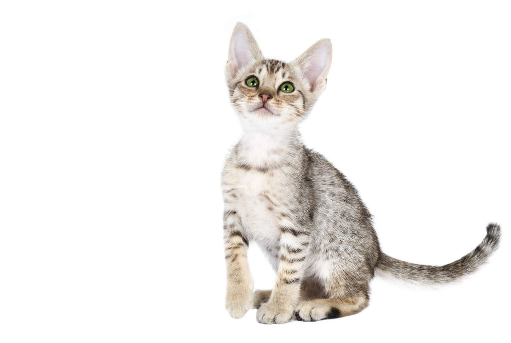 ocicat cats breed information