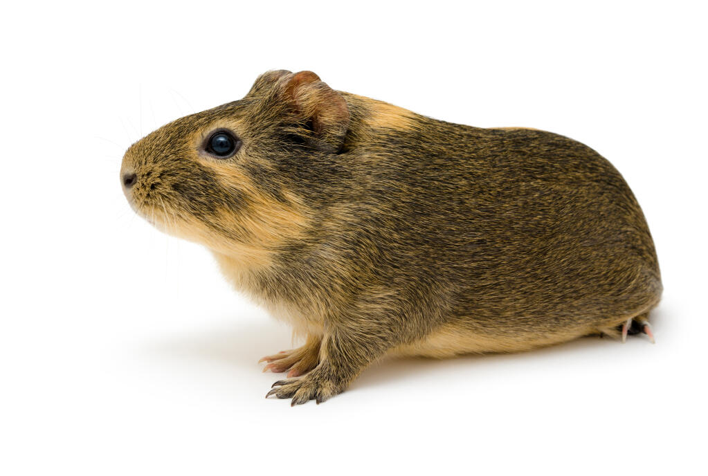 lemon agouti guinea pig