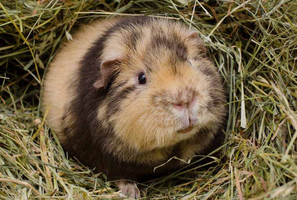 Teddy For Sale Guinea Pigs Breed Information Omlet