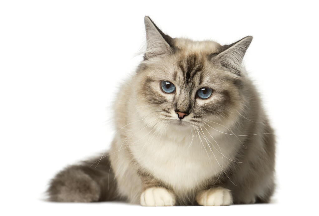 birman cat plush