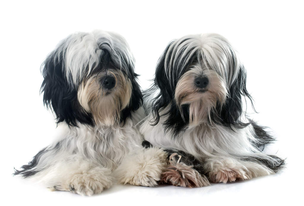 Tibetan Terrier Dogs