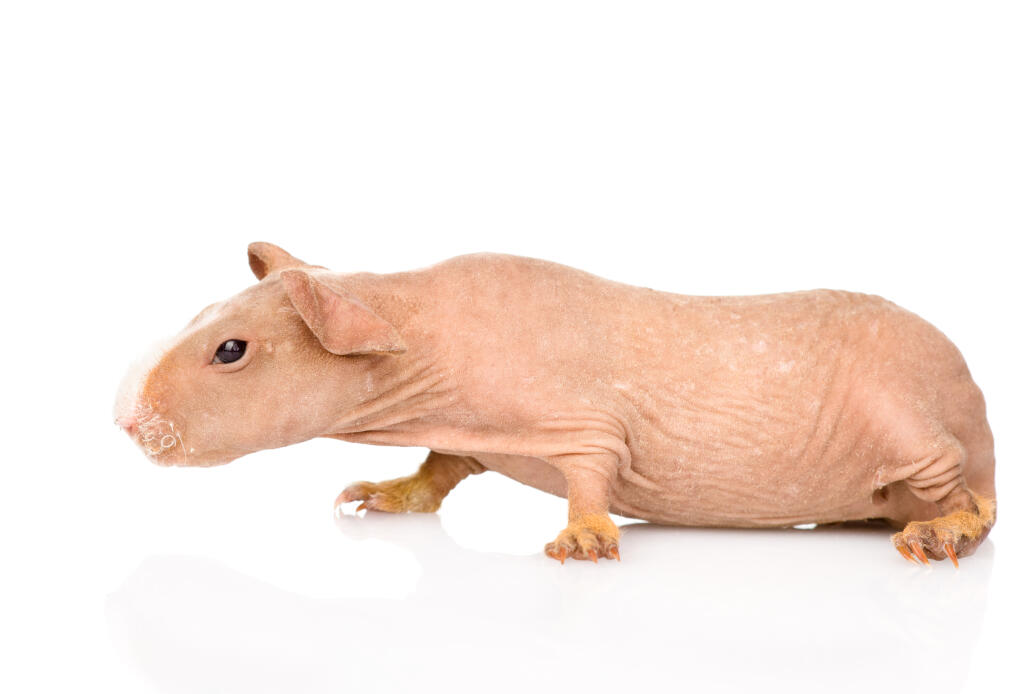 what does a hairless guinea pig look like