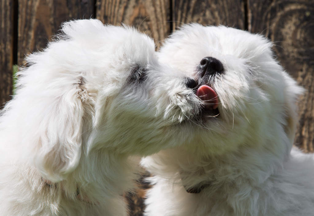 Curly haired coton de online tulear