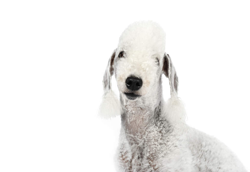 Bedlington Terrier Dogs Breed Information Omlet