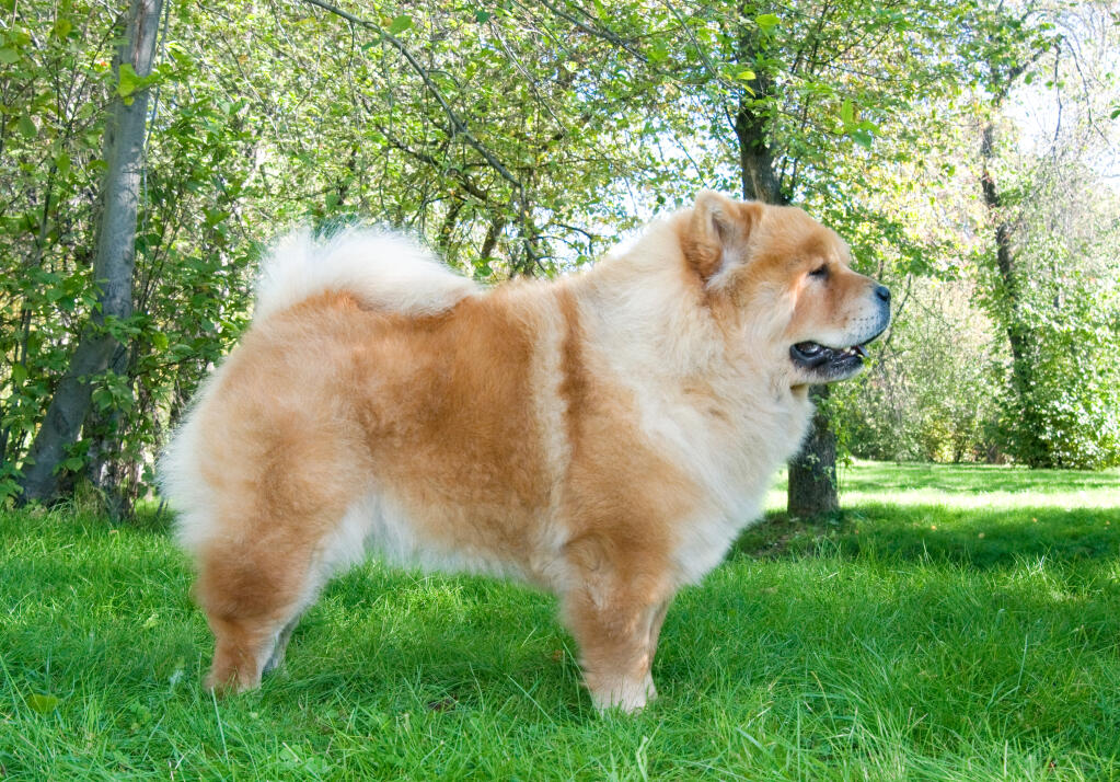 Chow chow big fluffy dog breeds shop