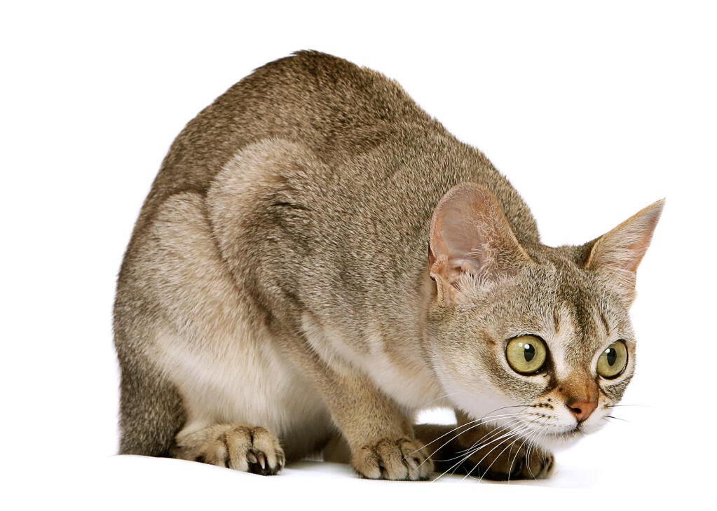 Singapura Cats Breed Information Omlet